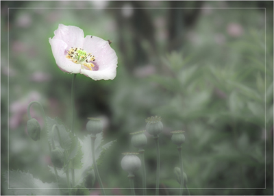 The Pink Poppy